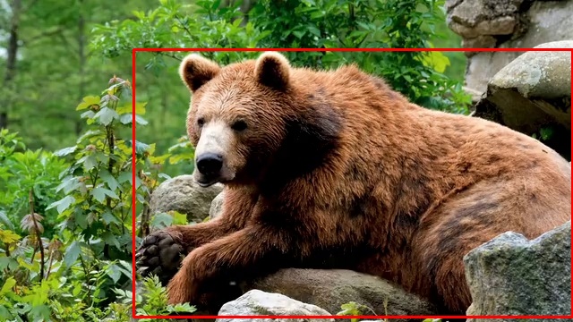 brown bear